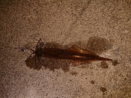 今期最高でした